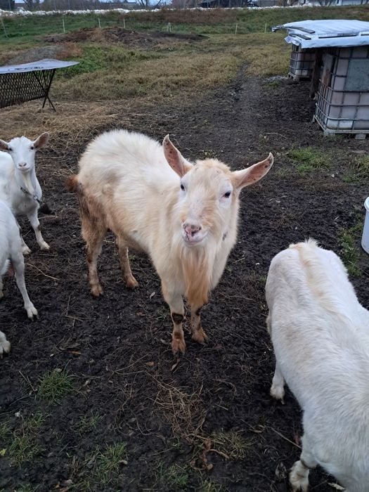 Vând un tap de 2 ani jumate. Sannen