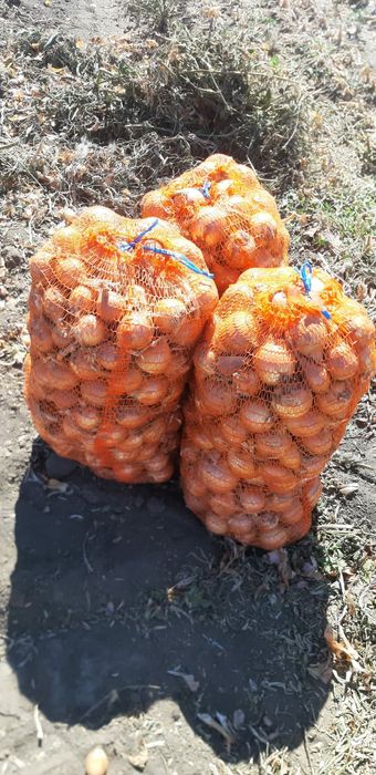 Ceapă galbenă și roșie morcov pătrunjel pastarnac