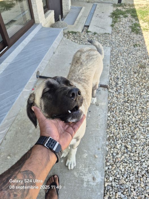 Catelusa 7 luni,vaccinata cipata!!