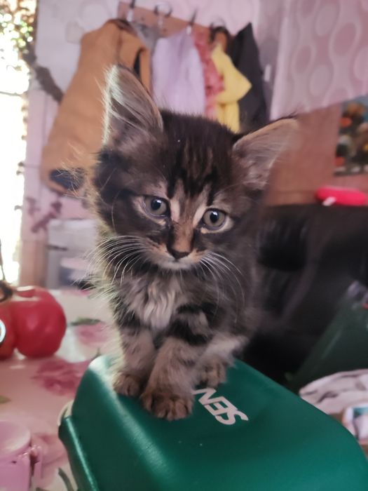 Подарявам котенца