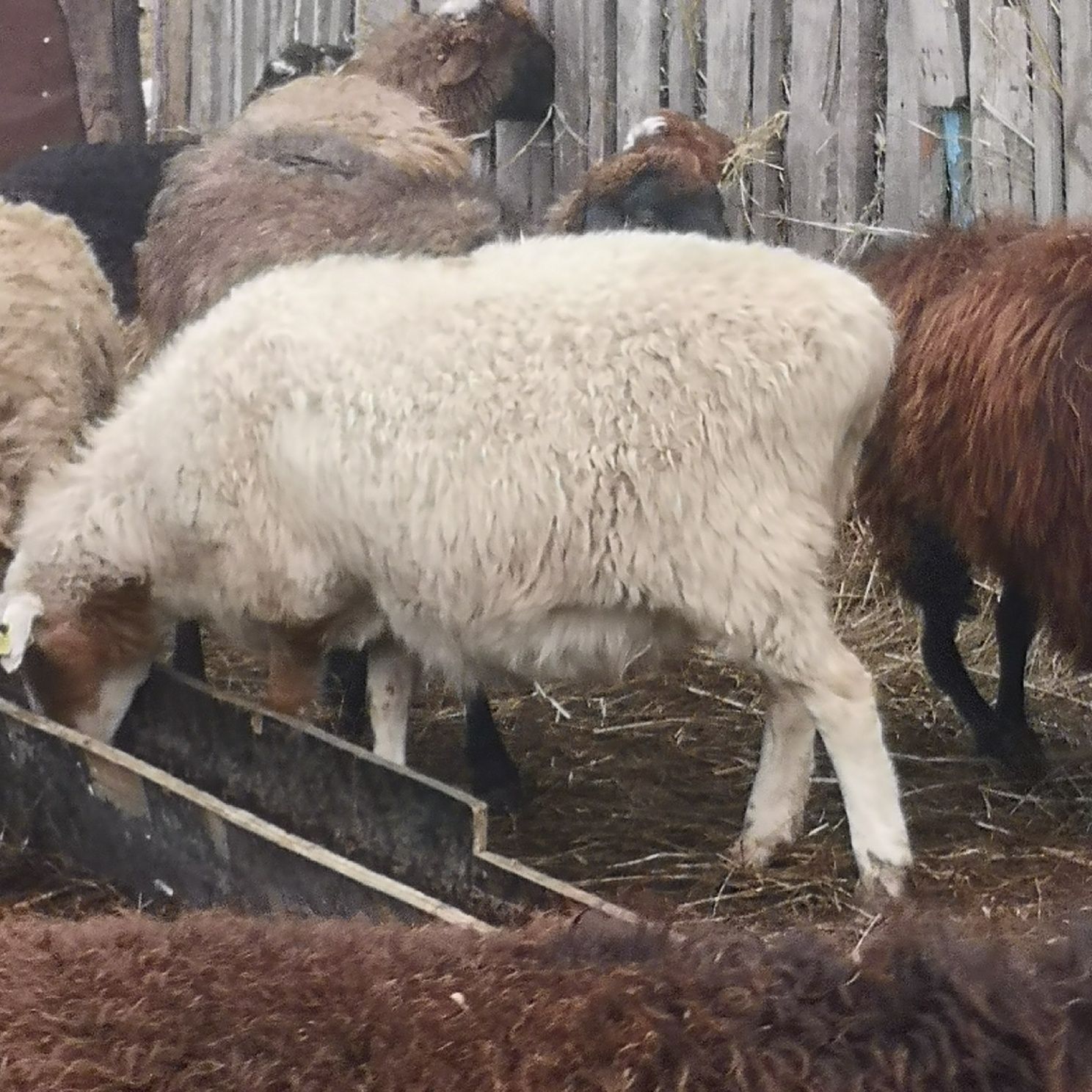 Продам овец,матки и тоқты