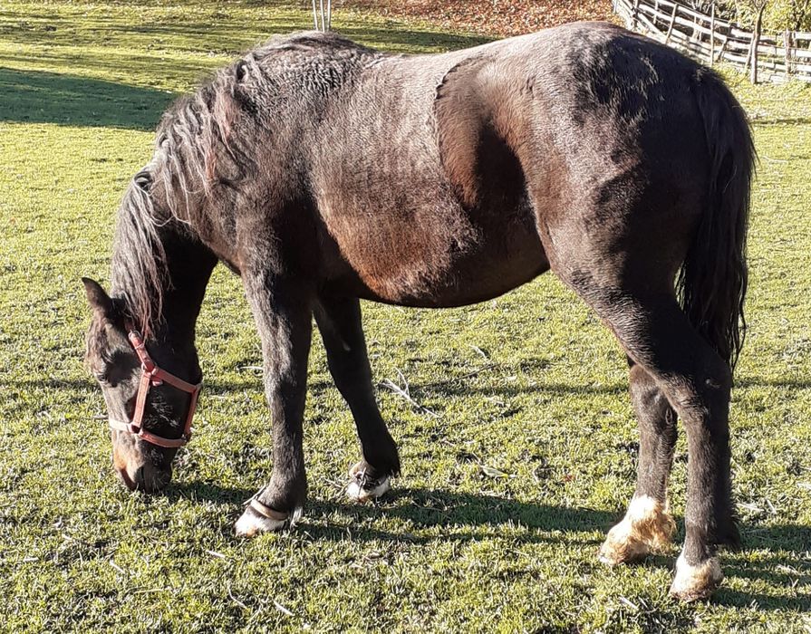 Vând mânză neagră