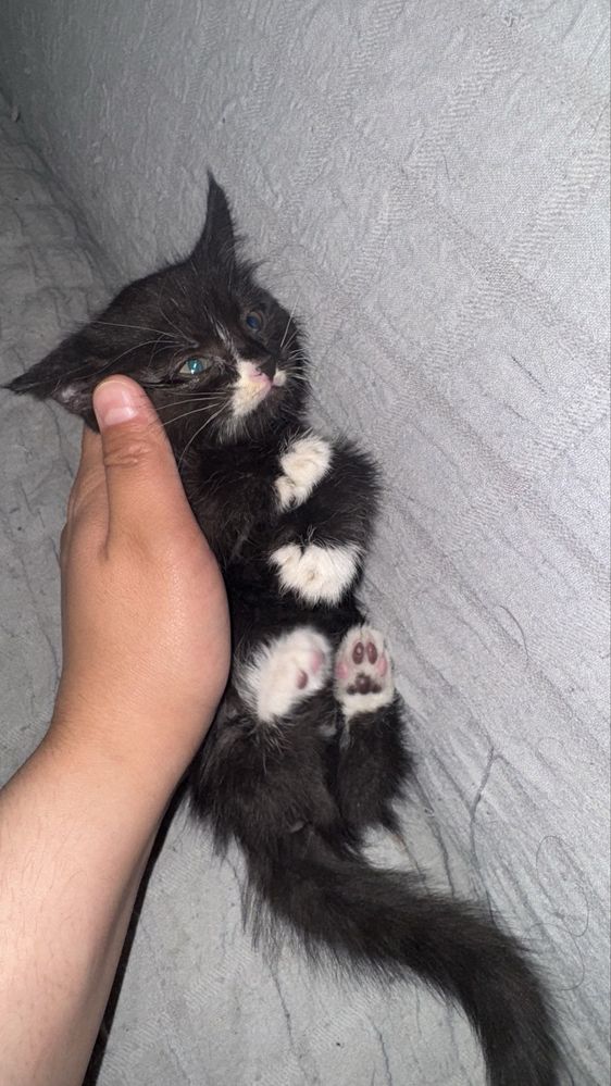 Бесплатно Котенок,девочка 1месяц,кушает домашьнюю еду