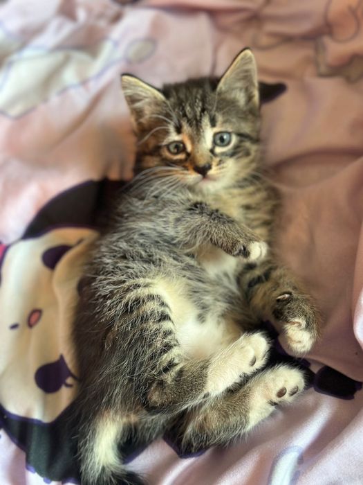 Отдам по 5000т, 2 девочки один мальчик