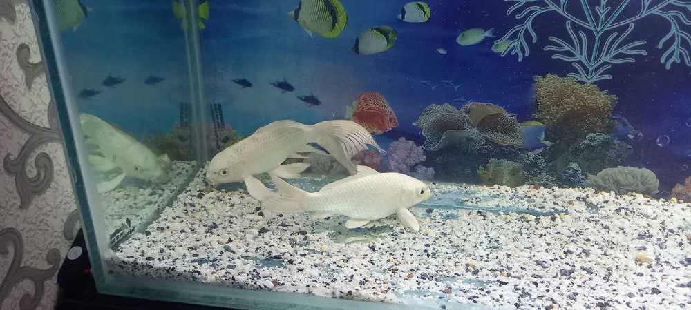 Akvarium kamplekt sotiladi