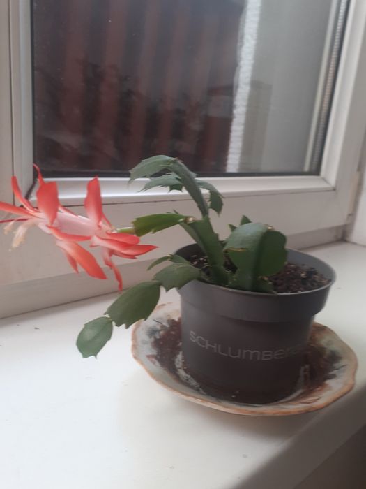 Цветы комнатные. От 1000тг до 8000тг