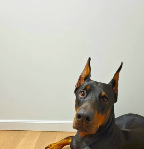 Отдам добермана в хорошие руки