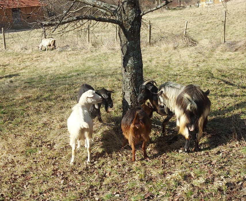 Три кози и един пръч
