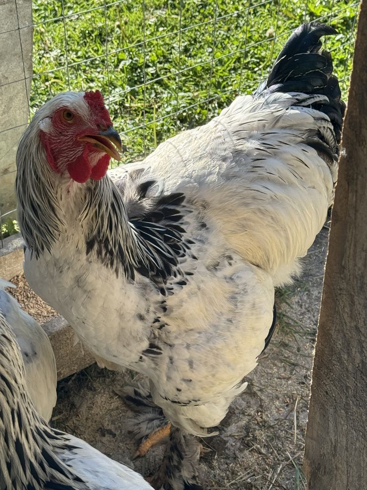 Vand sau schimb cu gaini cocosi brahma