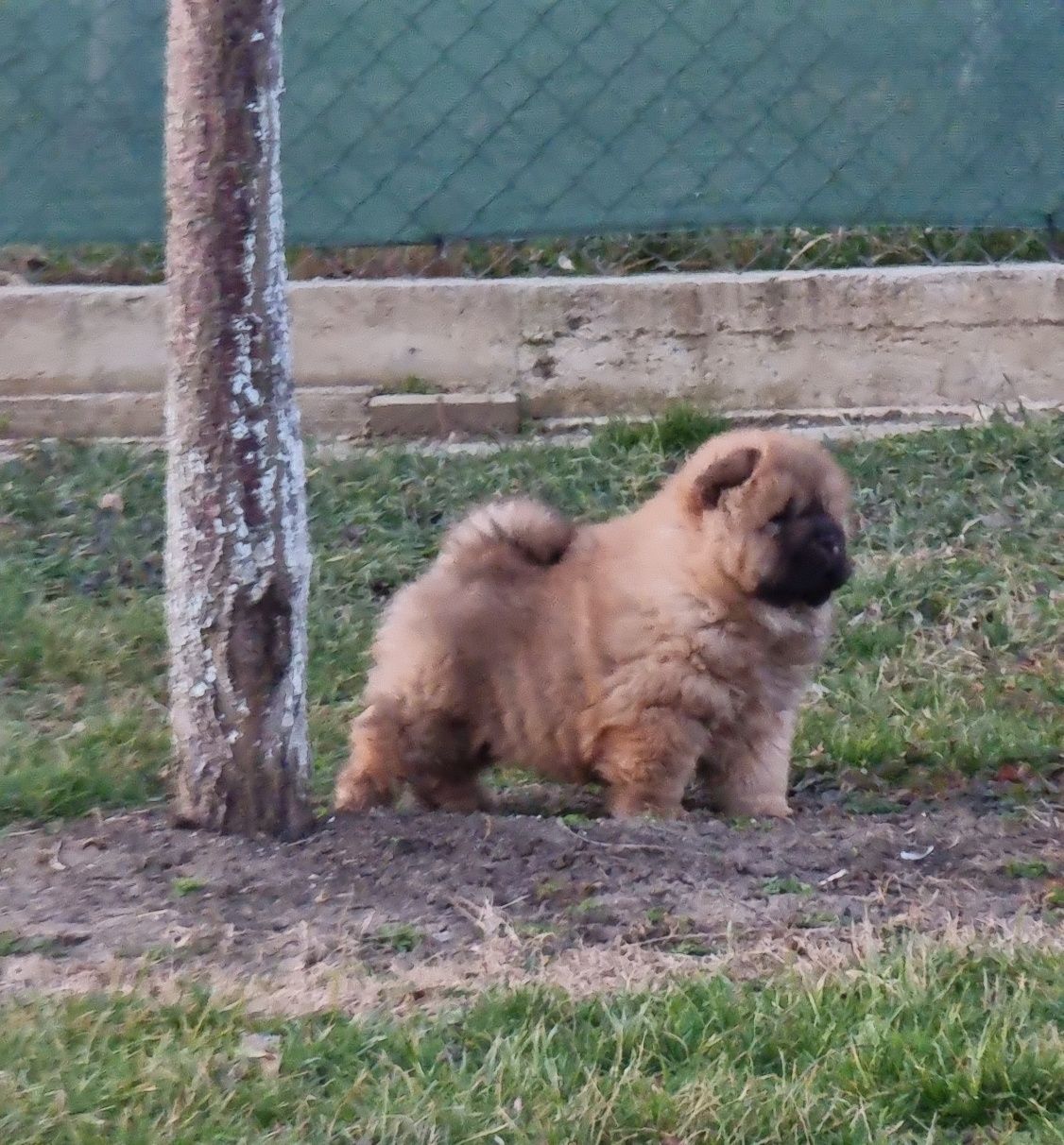 Chow      chow  superbi