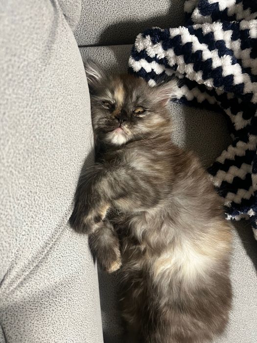 Продам Котенка Мейн кун девочка