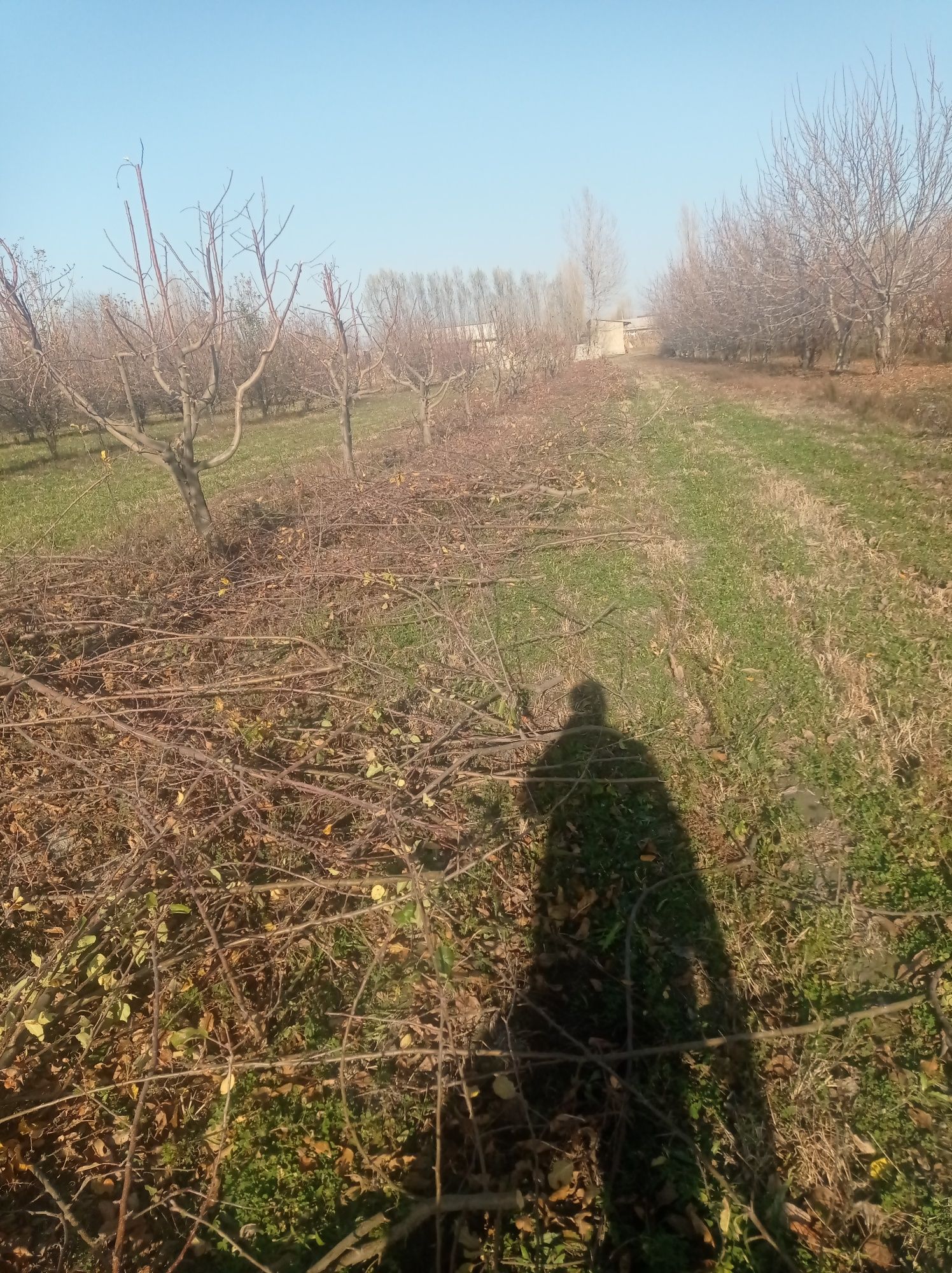 Utin Mevali Tandir uchun