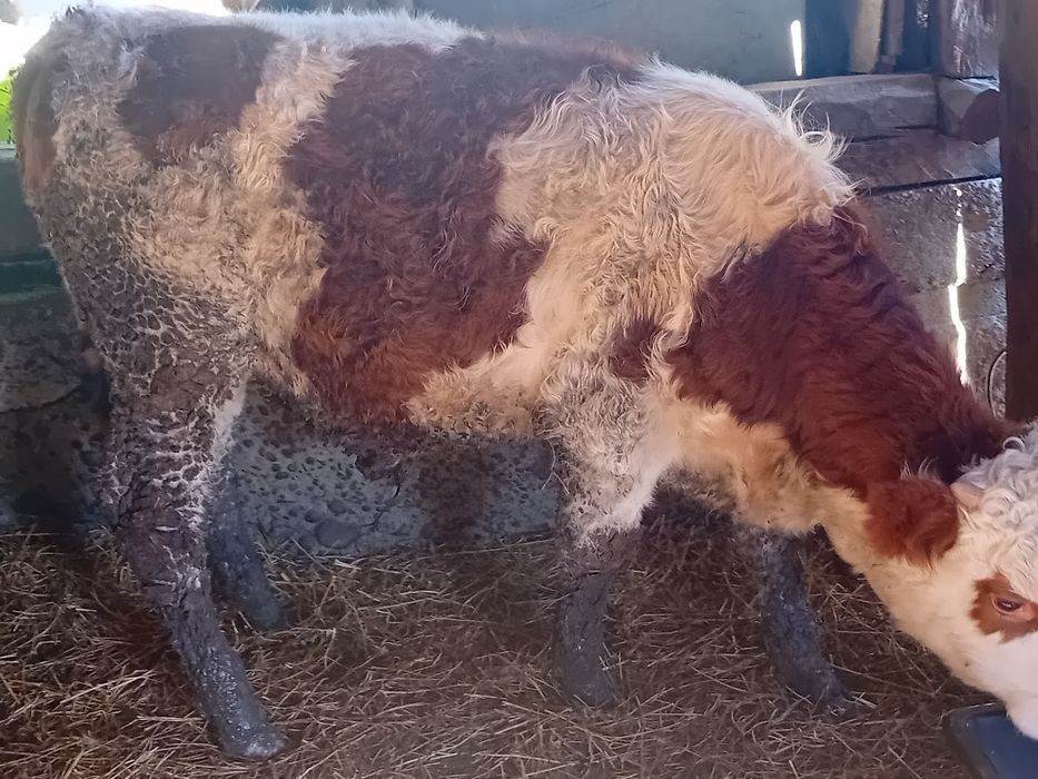 De vanzare 2 tăurasi