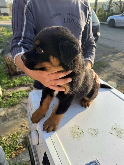 Ротвайлер уникален