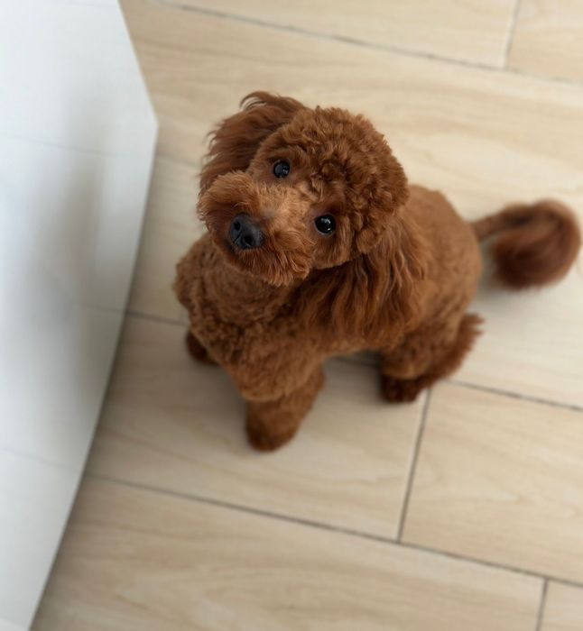 Вязка кабель Той Пудель ищет невесту