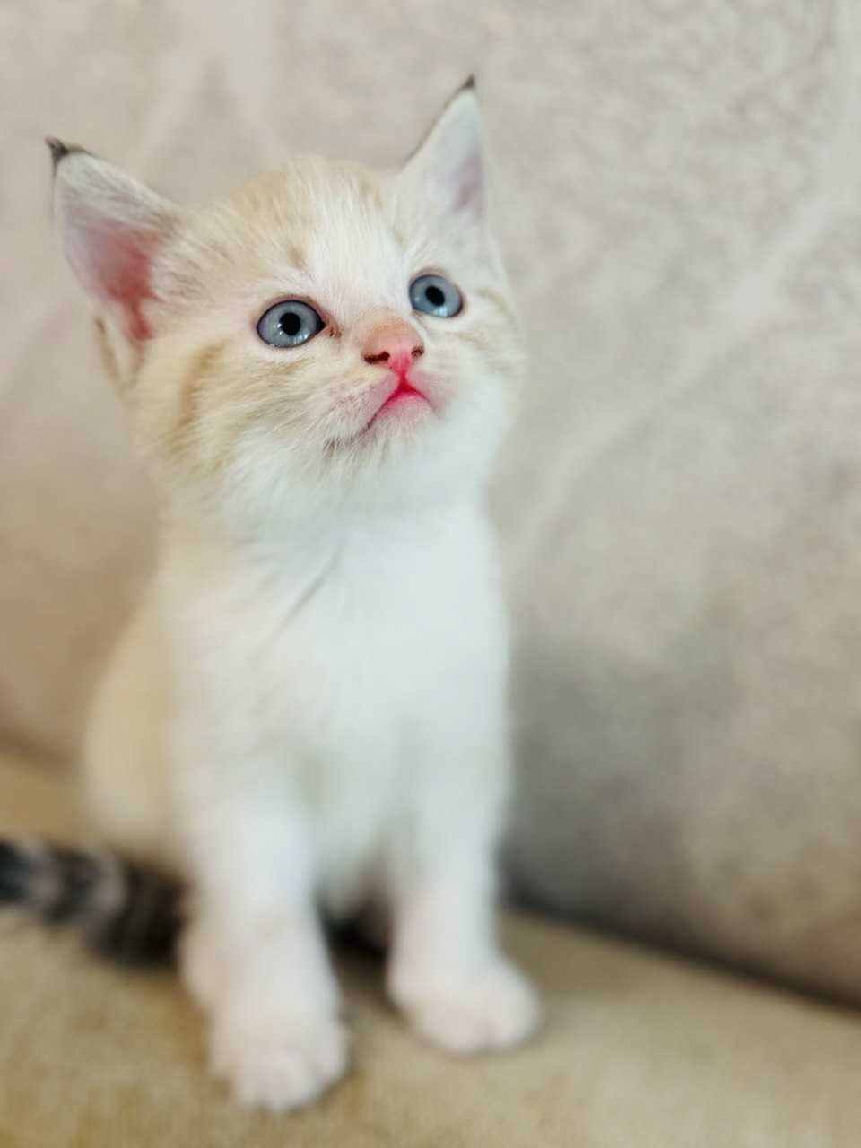 Отдам котенка в хорошие руки