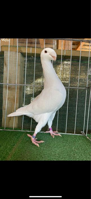 Voiajori germani albi