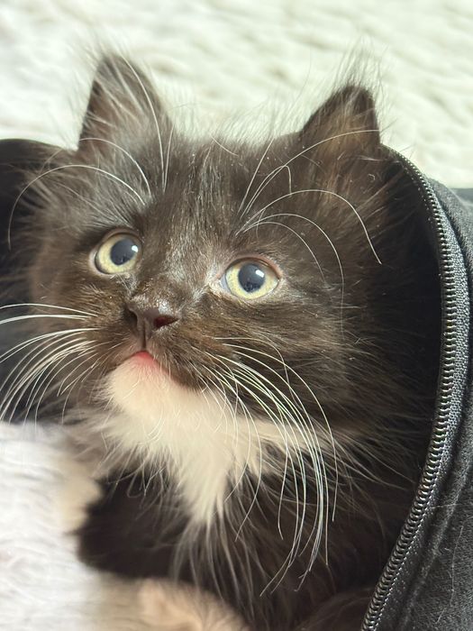 Отдам котенка девочку.