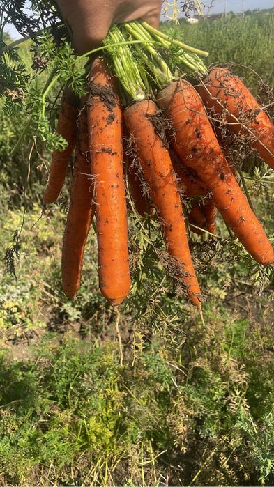 Morcov Natuna F1 si Baltimore F1