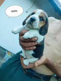 Fetita si baiat beagle tricolor