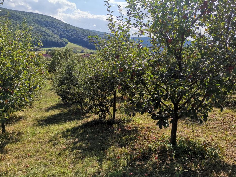 Livada in Fizesul Gherla cu 270 pomi fructiferi