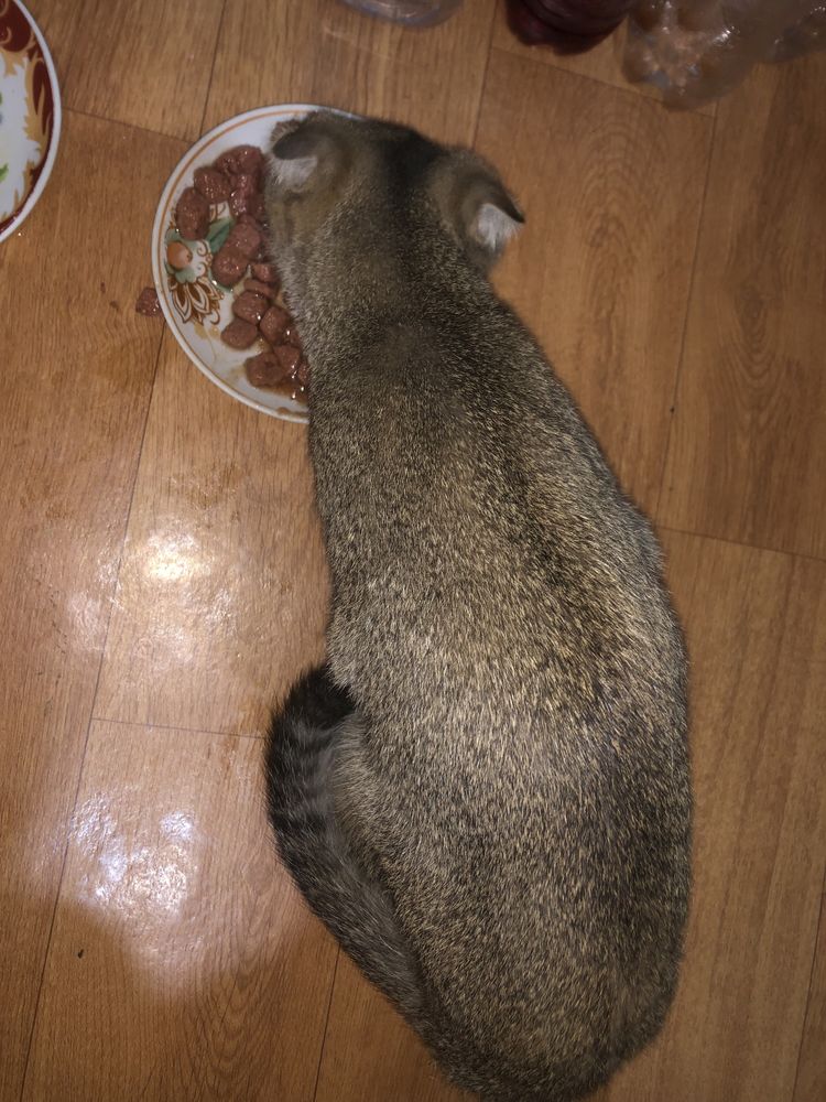 Котенок вислоухий с короткой шерстью