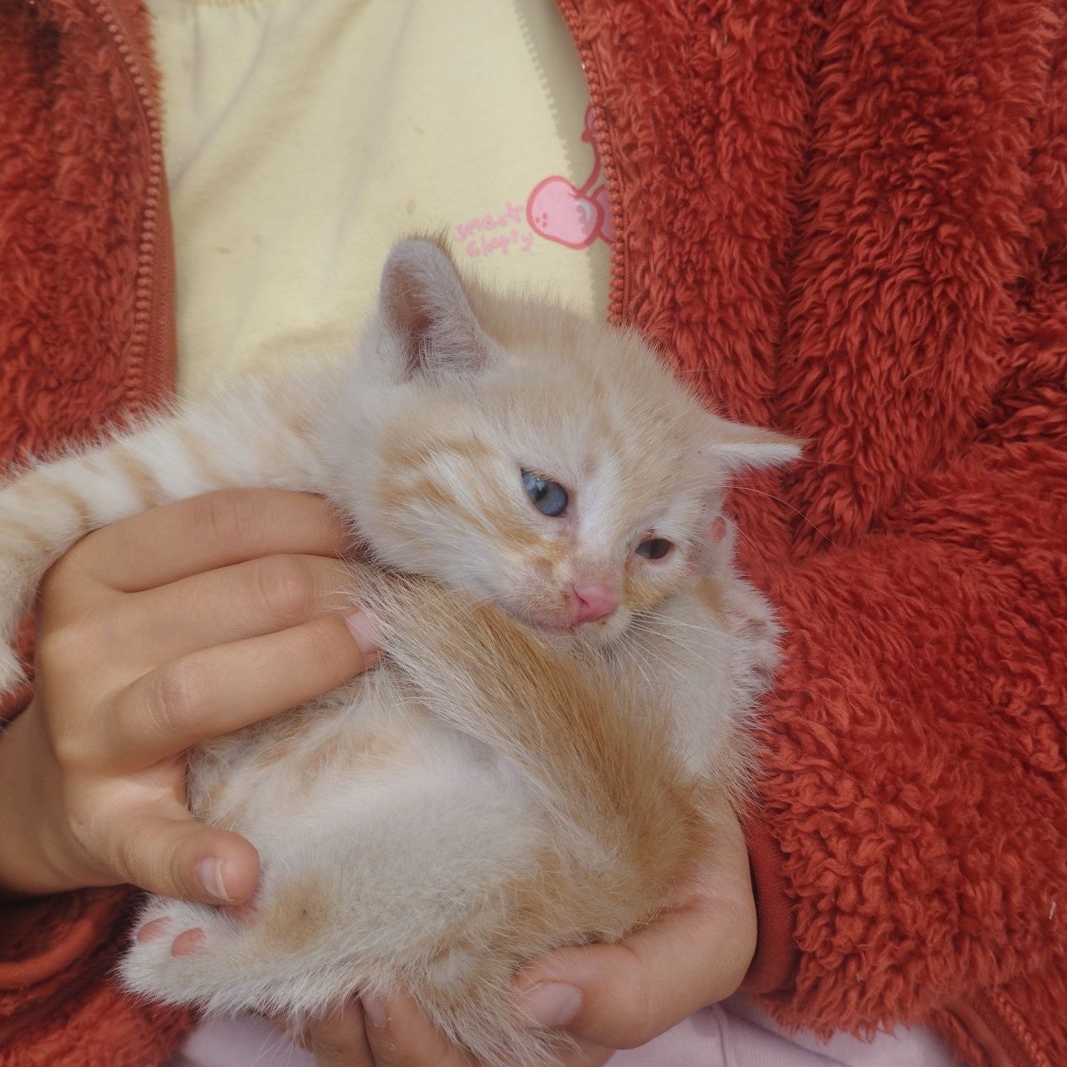 4 котята в добрые руки 2 мальчика и две девочки