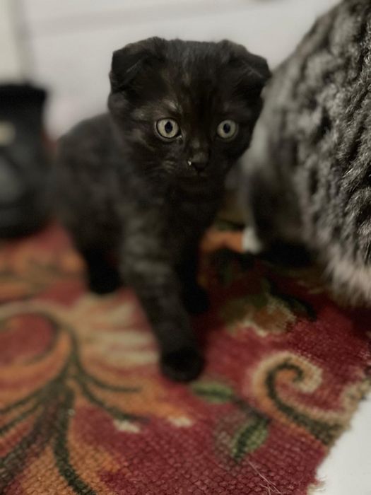 котенок вислоухии