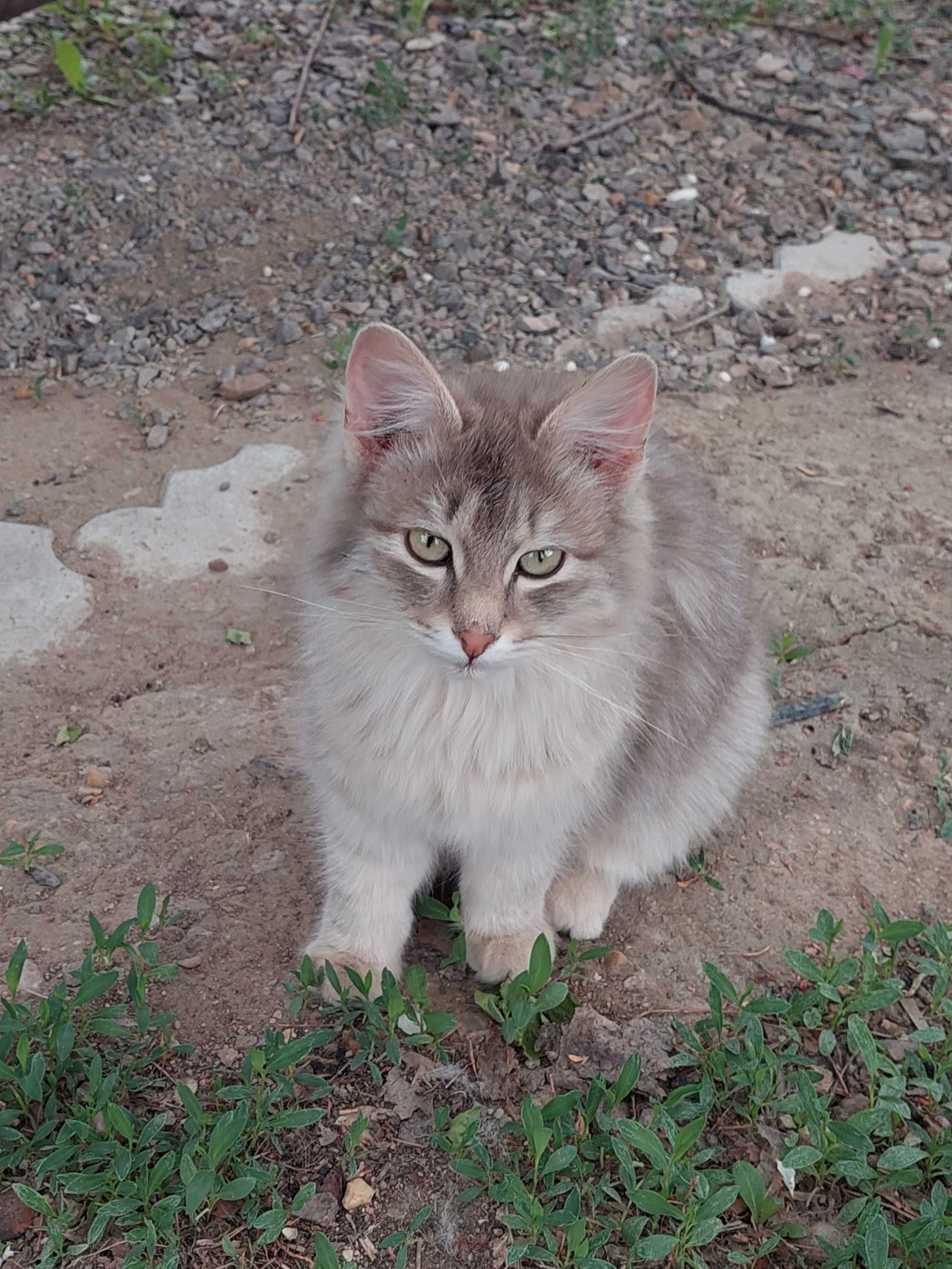 Котёнок сибирская