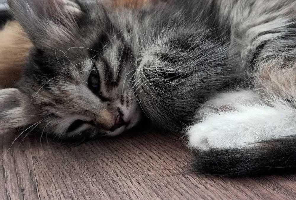Отдам даром котята