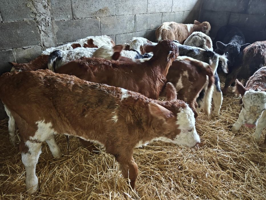 Vand taurasi si vitele