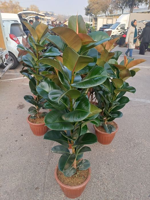 Safia guli, Fikus. Декоративные цвети. Xonaki gullar