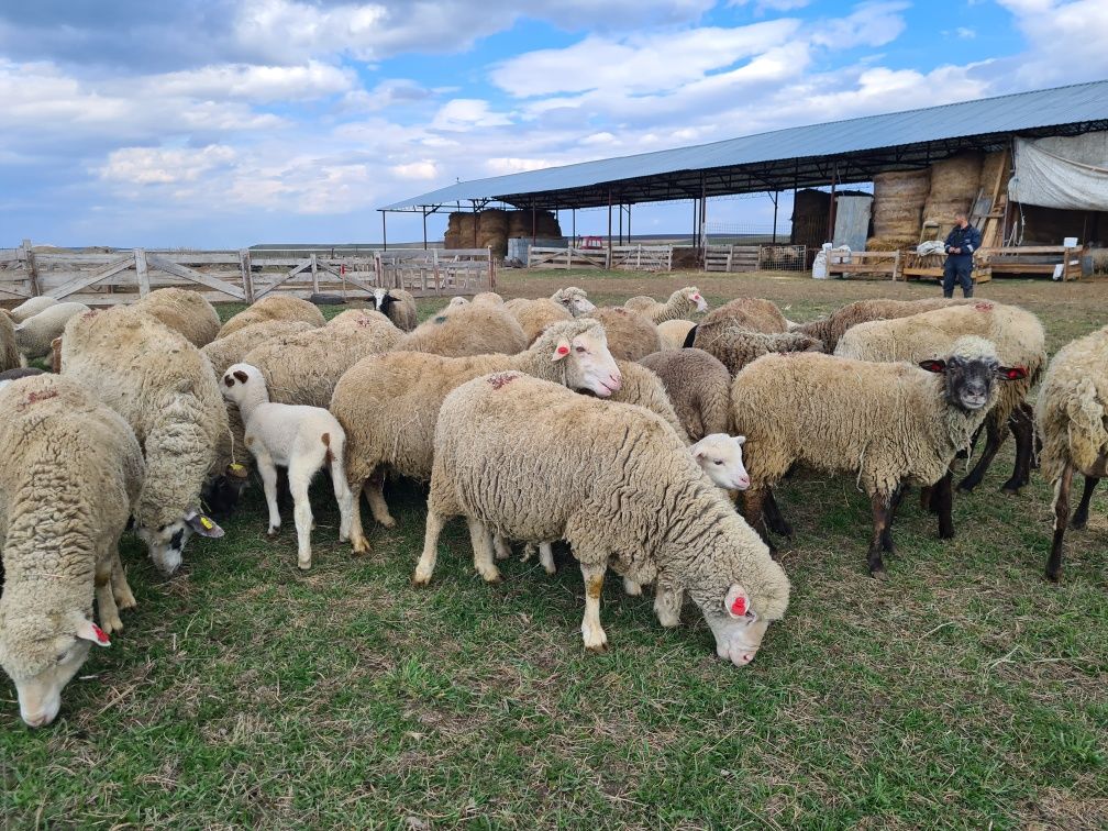 Oi merinos de 3-4 miei