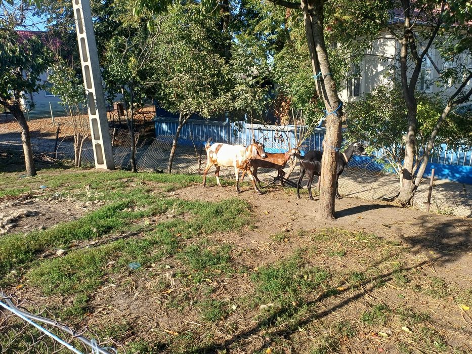 Vând capre și iede anglonubian