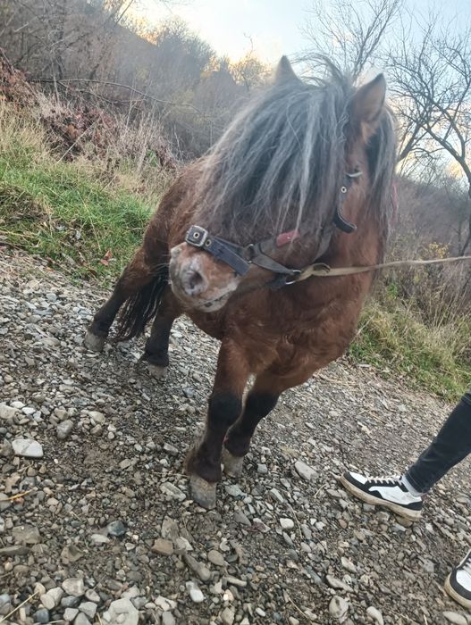 Ponei.  De vânzare