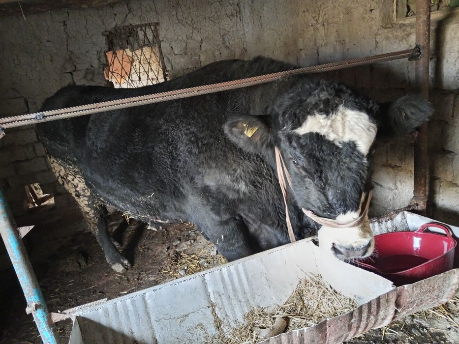 Buqa Angus kilosi 1100.Kilo bor