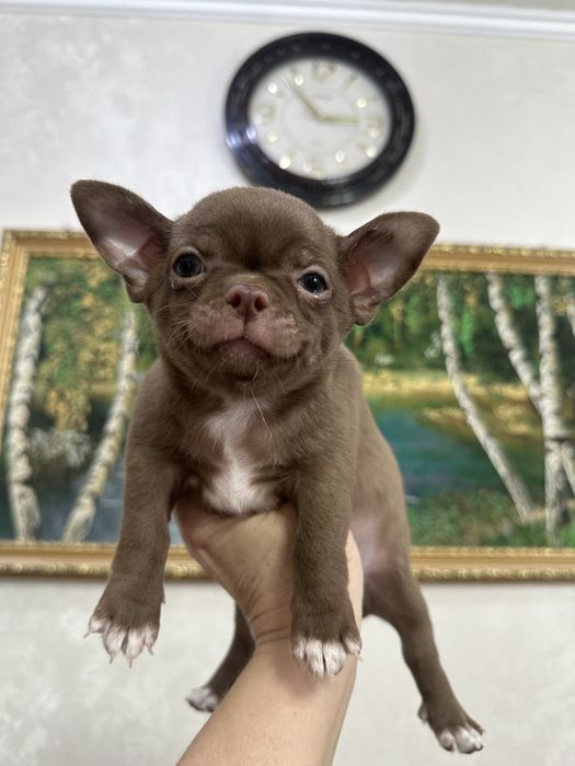 Мальчики и девочки чихуахуа