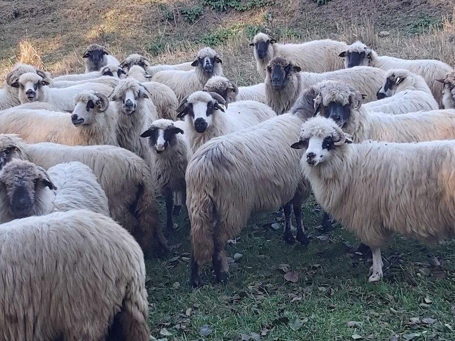 Vand 300 de oi pe ales