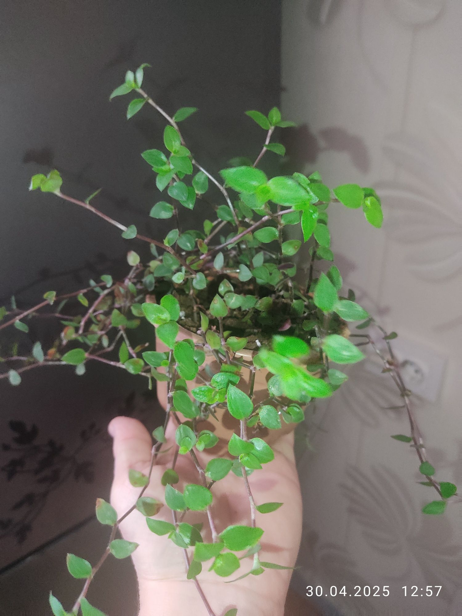 Домашние цветы бегония и традесканция