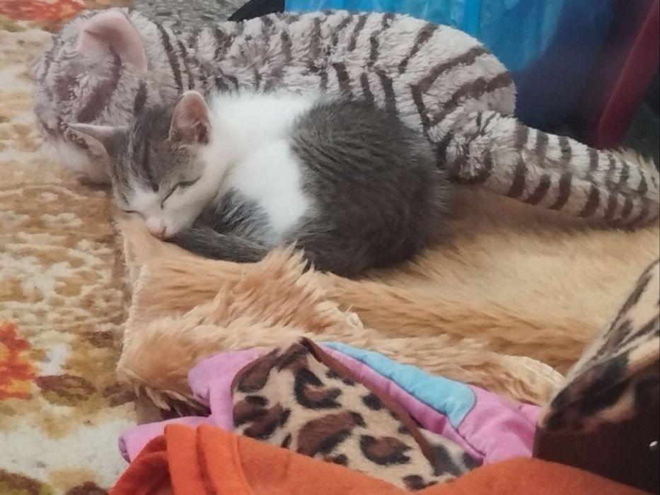 Коте порода Любов