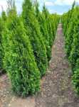 Plante Ornamentale