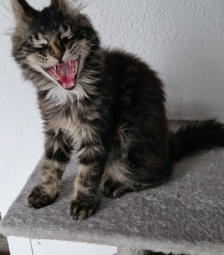 Pui pisica Maine Coon
