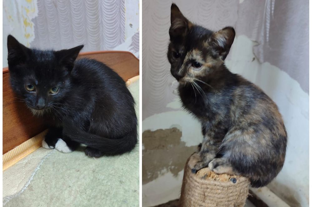 Отдаю котят в добрые руки , перешли на корм , влажный и сухой