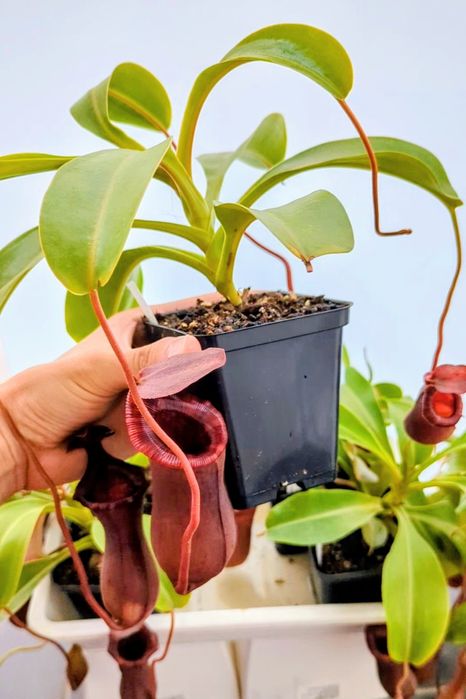 Mix de Nepenthes Lowii x Ventricosa și Ventricosa x Sibuyanensis