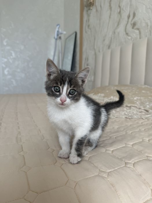 Котёнок мальчик 3,5 месяца