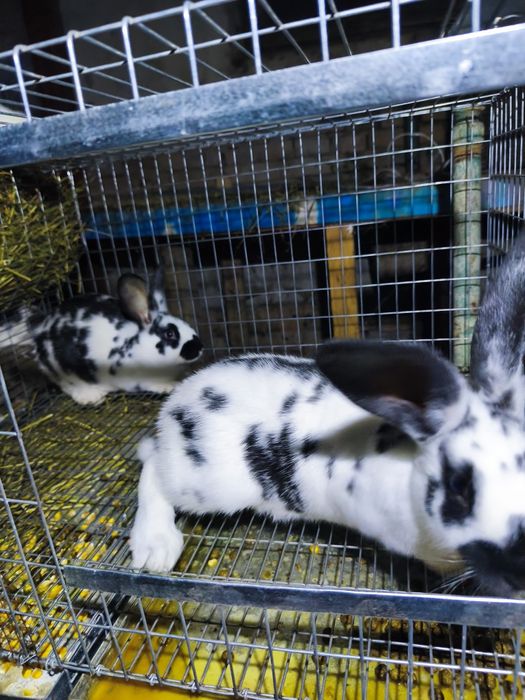 VândIepuri de casã