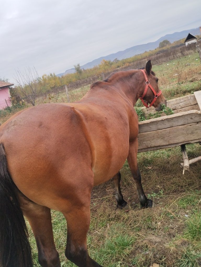 Iapă de vânzare cu acte iapa este forte cuminte nu musca nu se sperie