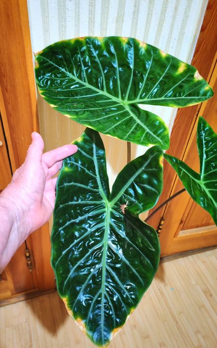 Огромная взрослая Алоказия Pink Dragon