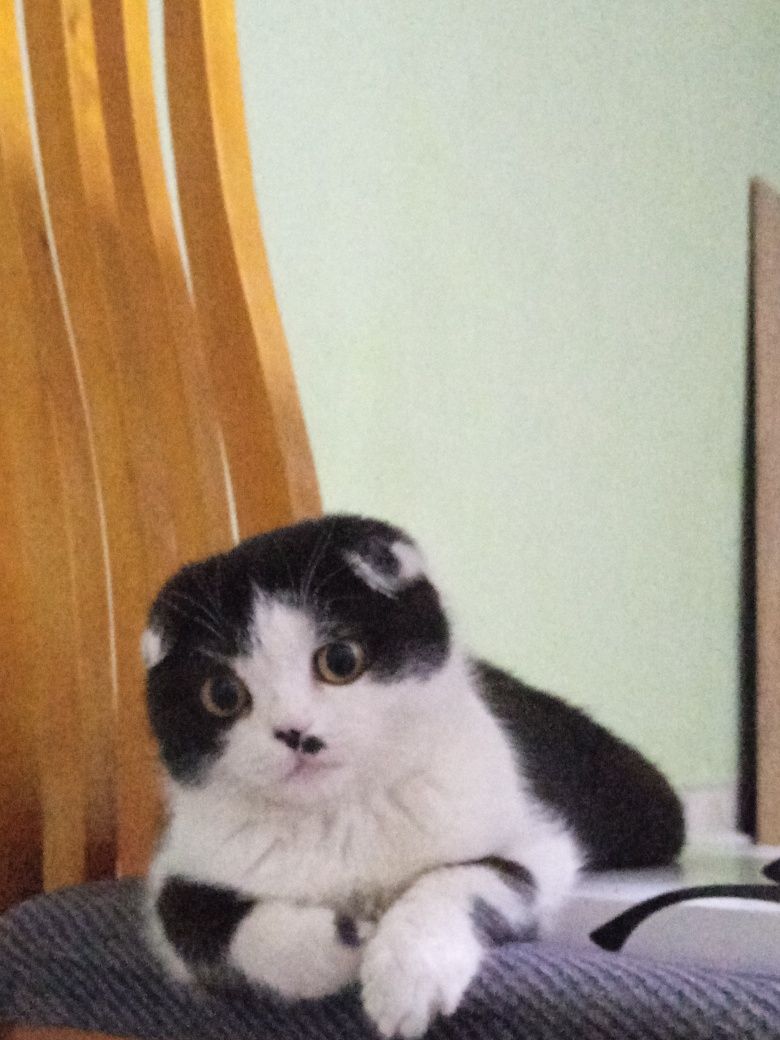 Пародисты кошка скотишфолд