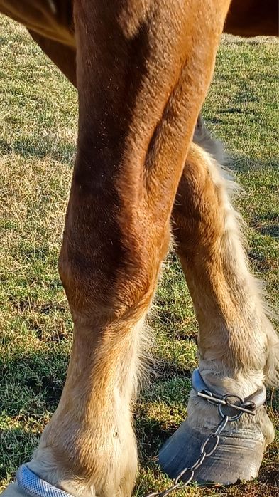 Armăsar de vânzare